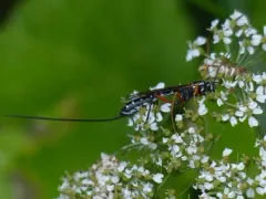 Rhyssa alaskensis thumbnail 2