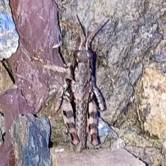 Olympic Grasshopper thumbnail 2