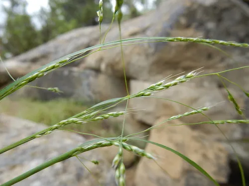 Little Mountain-ricegrass