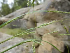 Little Mountain-ricegrass thumbnail 1