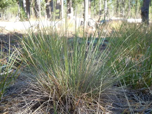 little ricegrass