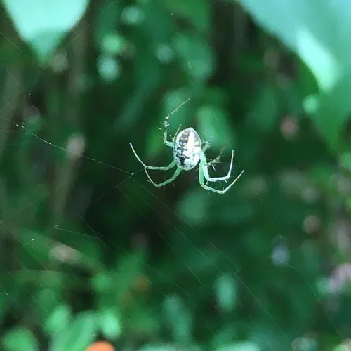 Mangora spiculata
