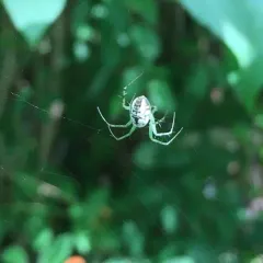 Mangora spiculata thumbnail 1