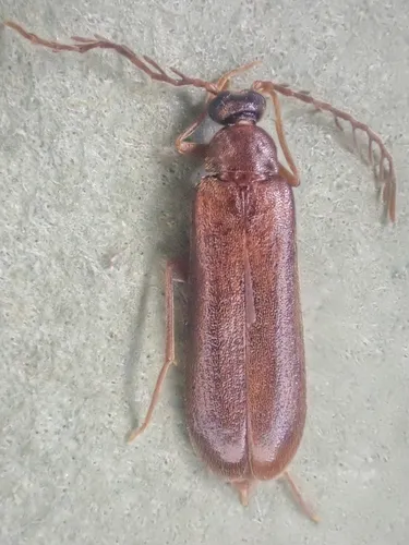 Pectotoma hoppingi