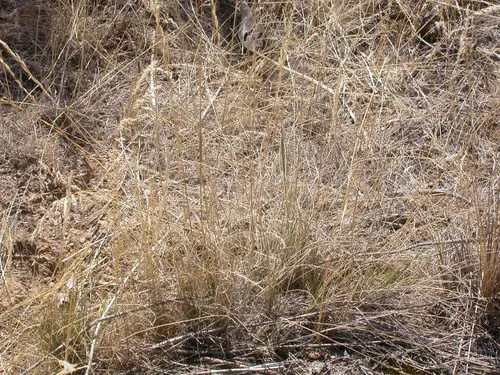 Thurber's Needlegrass