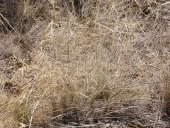 Thurber's Needlegrass thumbnail 1