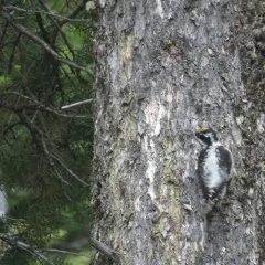 American Three-toed Woodpecker thumbnail 4
