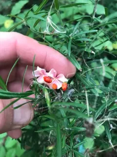 Dwarf Strawberry Bush thumbnail 2