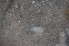 Pinnixa cylindrica thumbnail 4