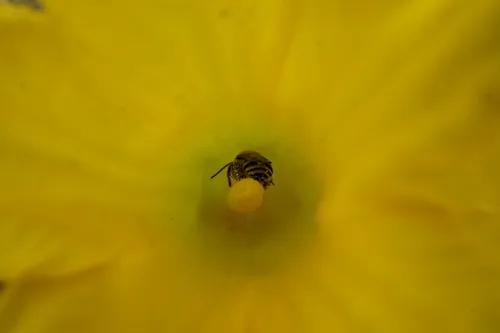 Xenoglossa kansensis