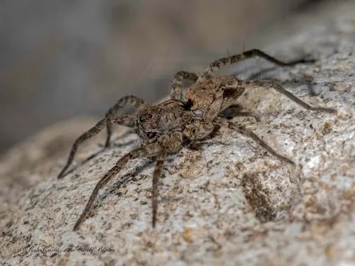 Pardosa sura