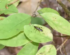 Cratichneumon pteridis thumbnail 3