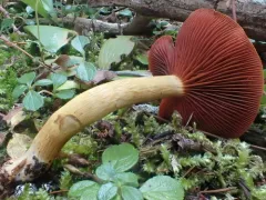 Cortinarius ominosus thumbnail 3