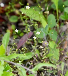 Fairy Flax thumbnail 2