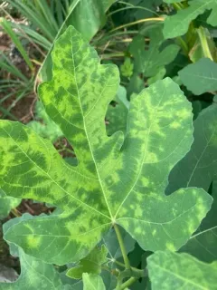 fig mosaic emaravirus thumbnail 3