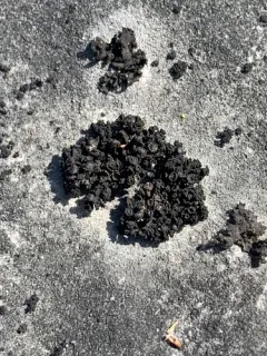 Shaly Jelly Lichen thumbnail 4
