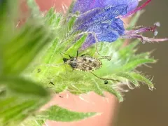 Bugloss Lace Bug thumbnail 2