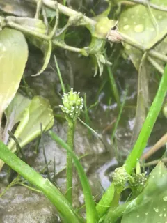 flowering-quillwort thumbnail 2