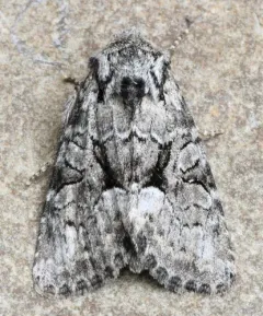 Eremobina leucoscelis thumbnail 3