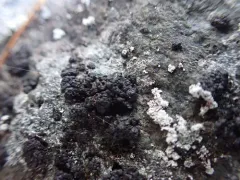 Phylliscum demangeonii thumbnail 2