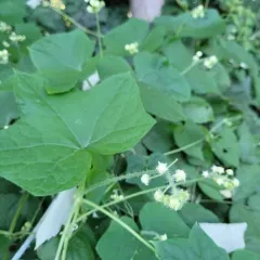 Oneseed Bur Cucumber thumbnail 4