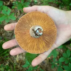 Corrugated-cap Milky thumbnail 1