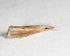 Many-lined Grass-veneer thumbnail 2