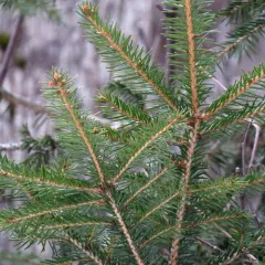 Norway spruce thumbnail 2