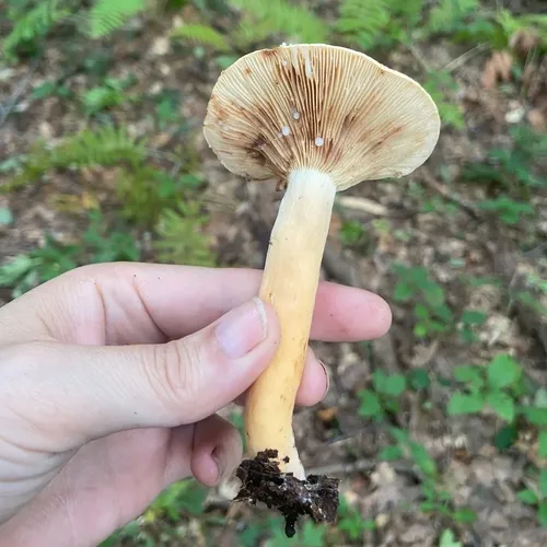 Weeping Milk Cap