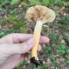 Weeping Milk Cap thumbnail 1