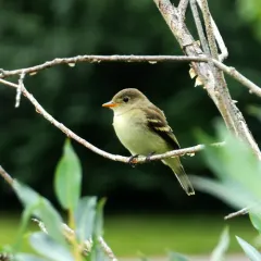 Alder Flycatcher thumbnail 3