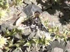 Thyridanthrax fenestratoides thumbnail 1