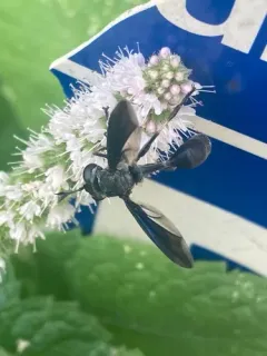 Physocephala floridana thumbnail 2