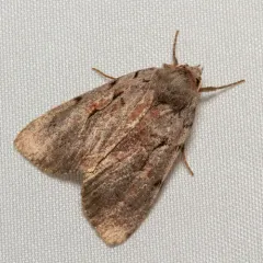 Northern Variable Dart thumbnail 3