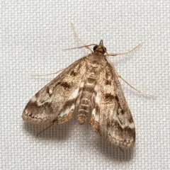 Obscure Pondweed Moth thumbnail 1