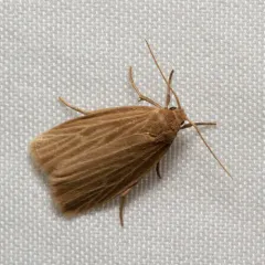 Pale Lichen Moth thumbnail 4