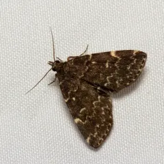 Smoky Idia Moth thumbnail 3