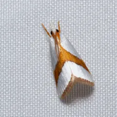 Straight-lined Vaxi Moth thumbnail 2