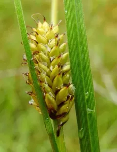 russet sedge thumbnail 3