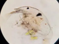 Gliding Waterflea thumbnail 2