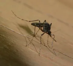 Dark Ricefield Mosquito thumbnail 2