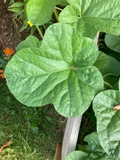 Muskmelon thumbnail 3