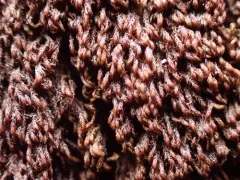 Snow Rock Moss thumbnail 1