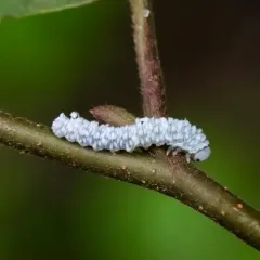 Alder Sawfly thumbnail 4