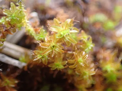Norway Screw-Moss