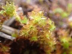Norway Screw-Moss thumbnail 1