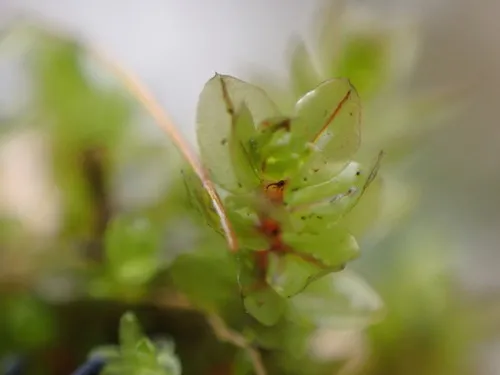 Blytt's Leafy Moss