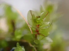 Blytt's Leafy Moss thumbnail 1