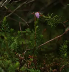 Blue Mountain-heath thumbnail 2