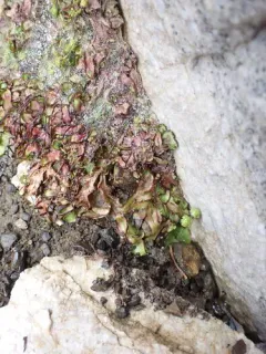 Asterella lindenbergiana thumbnail 3